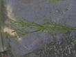 Juncus oxymeris Pointed Rush