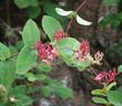 This photo appears as three intersecting flowering stems of Lonicera hispidula, California Honeysuckle, in the mixed evergreen forest of the central coast ranges of California.