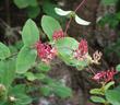 This photo appears as three intersecting flowering stems of Lonicera hispidula, California Honeysuckle, in the mixed evergreen forest of the central coast ranges of California. - grid24_24