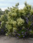 Woolly Blue curls and Adenostoma fasciculatum (Chamise or Greasewood) in flower.