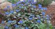 Phacelia campanularia, Desert Bluebell, is one of the showiest of the Phacelia species.