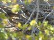 Creosote Bush, Larrea tridentata provides cover for animals like this lizard that was hanging out by Inyokern.