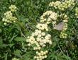 Baccharis douglasii Marsh Baccharis - grid24_24