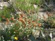 Sphaeralcea ambigua, Desert Mallow in a faux desert garden.