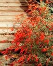 Narrowleaf California fuchsia, Zauschneria cana 'Hollywood Flame'  in flower. California fuchsia works very well in a container or pot.  This narrow leaf form was around western Los Angeles, Thousand Oaks and Santa Monica - grid24_24