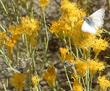 A party of butterflies and bees visiting the flowers of Chrysothamnus nauseosus, Rabbitbrush, in our Santa Margarita garden. - grid24_24