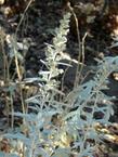 Artemisia ludoviciana,  White Sagebrush flowers