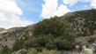 Pinus monophylla, Pinyon Pine, lives in the drier areas of California, mostly on the eastern side of the Sierra Nevada mountains. - grid24_24