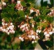Sorry, we've not grown Greensphere manzanita for awhile so this picture is old.