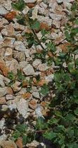 Parking Strip is a bright green bush that grows about three foot tall
