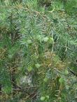 Torreya californica, California Nutmeg with nuts - grid24_24