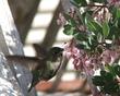 Anna Hummingbird on Baby Bear Manzanita flowers