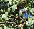 Fruit of Prunus lyonii, Catalina cherry with cherries