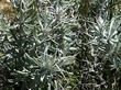 Tetradymia spinosa longispina Cotton Thorn