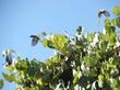 Vitis girdiana, Southern California Grape used to live in the riparian areas throughout the Los Angeles basin. - grid24_24