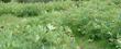 Paeonia californica, California Peony, is shown here in a weedy field, minus its chaparral companions. 