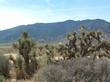 Joshua tree, Yucca brevifolia in Kelso Valley.