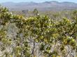 Creosote Bush, Larrea tridentata looking out towards Ridgecrest.