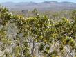 Creosote Bush, Larrea tridentata looking out towards Ridgecrest. - grid24_24