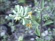 Lonicera subspicata johnstonii Southern Honeysuckle - grid24_24