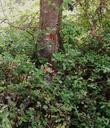 This beautiful vignette is very hard to duplicate in a garden, of a textured groundcover of Lonicera hispidula, California Honeysuckle, mixed with Rubus ursinus, beneath a spreading Quercus agrifolia. 