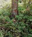 This beautiful vignette is very hard to duplicate in a garden, of a textured groundcover of Lonicera hispidula, California Honeysuckle, mixed with Rubus ursinus, beneath a spreading Quercus agrifolia.  - grid24_24