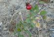 Rosa spithamea, Ground Rose hip
