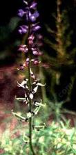 lupine benthamii