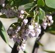 Real manzanita