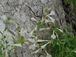 Flowers of the white form of California fuchsia, Zauschneria or  Epilobium.