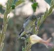 In this photo a goldfinch is eating the seeds of Oenothera hookeri, Evening Primrose.