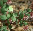 Dog Face Butterfly on Arctostaphylos mariposa, Mariposa Manzanita