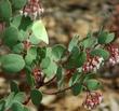 Dog Face Butterfly on Arctostaphylos mariposa, Mariposa Manzanita - grid24_24