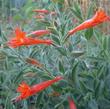 Zauschneria latifolia viscosa - grid24_24