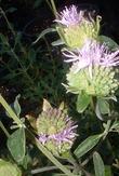 Monardella viridis, Green Monardella flowers