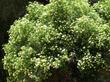 Elderberry, Mexican Elderberry, Western Elderberry tree in flower