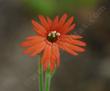 Silene laciniata angustifolia Red Catchfly