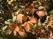 Spiraea douglasii Western Spiraea fall color
