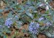 Ceanothus gloriosus porrectus  flower close up. - grid24_24