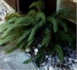 Polystichum munitum Western Sword Fern