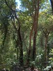 Arbutus menziesii, Madrone, growing in the mixed evergreen forest of the central coast ranges of California, with Quercus kelloggii.  - grid24_24