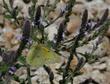 Verbena lasiostachys Western Vervain