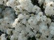 Ceanothus rigidus Snowball in flower. Picture a fruit orchid in full flower, but only a meter tall.