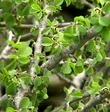 Euphorbia misera Cliff Spurge