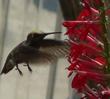 Landing gear down, and coming in for a sip of nectar from the flowers of Lobelia cardinalis, Cardinal Flower, is a unidentified hummingbird.  - grid24_24