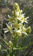 Zigadenus fremontii, Star Lily