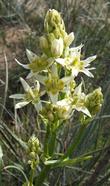 Zigadenus fremontii, Star Lily - grid24_24