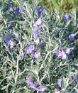 Solanum umbelliferum incanum Bluewitch