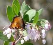 Mama Bear Manzanita with a Tortoise Shell manzanita.