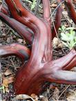 Arctostaphylos silvicola, Ghostly Manzanita trunk - grid24_24